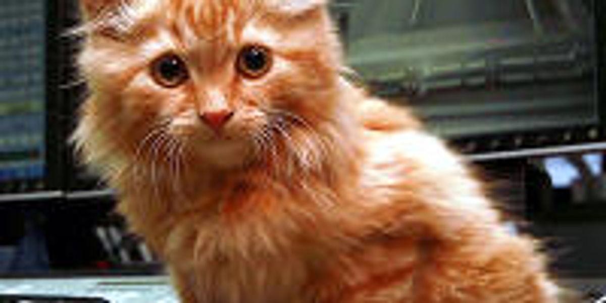 Dodge's Big Adventure Kitten found in the Burnley Tunnel, Melbourne