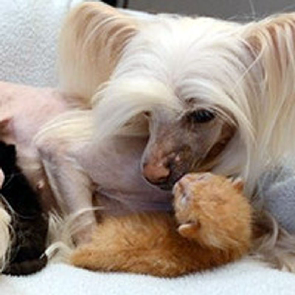 Dog Adopts 5-day-old Orphan Kittens