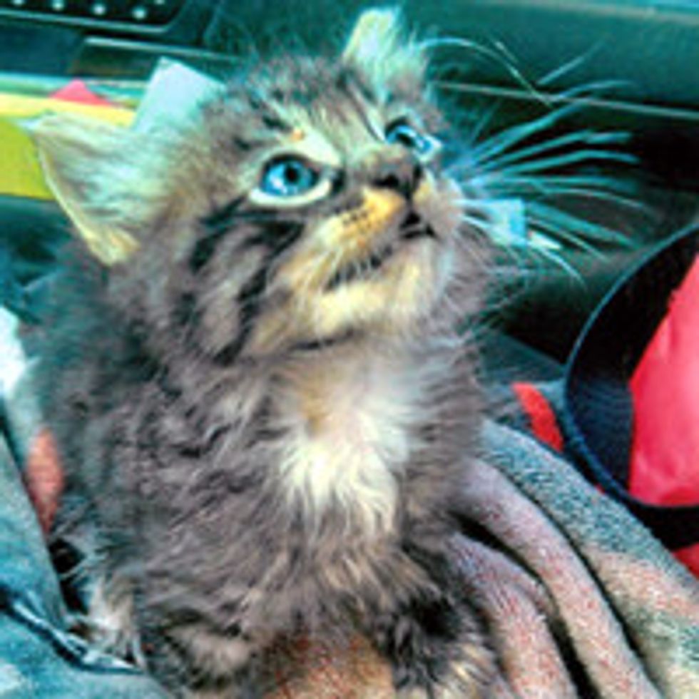 Kitten Saved From Water Drain By Postal Carrier & Finds Home With Fisherman