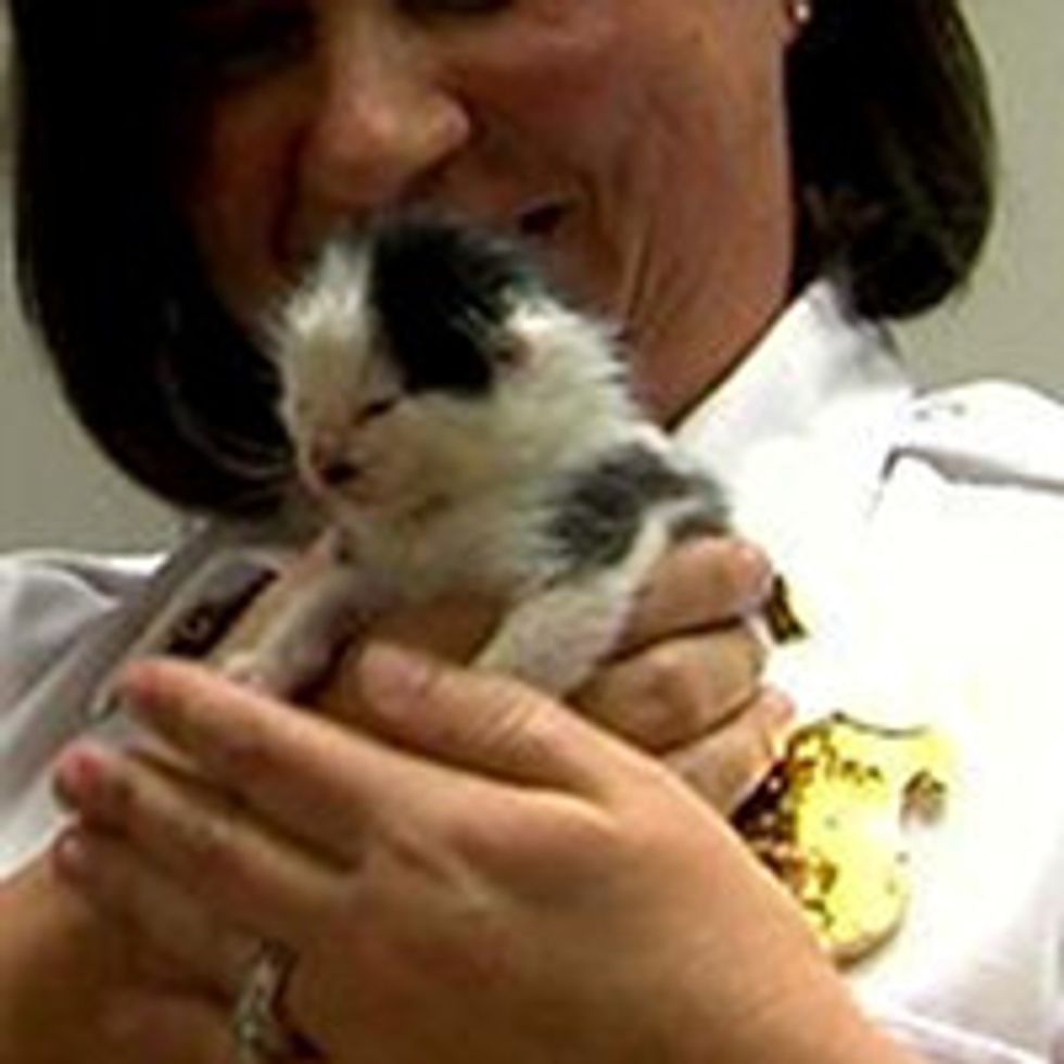 Police Save Litter Of Kittens And Help Them Find Homes