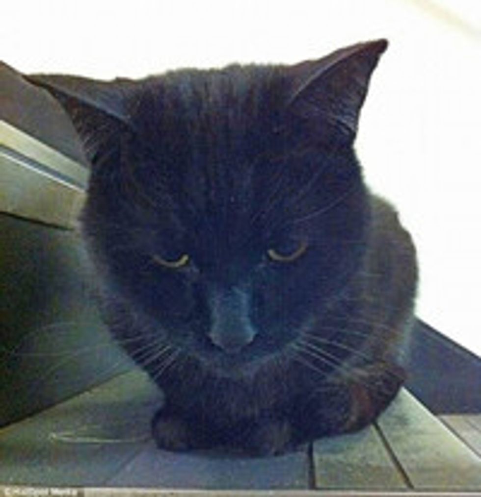 Beloved Cat Faces Eviction After Five Years at Royal Mail Sorting Office, Staff Campaign To Keep Him