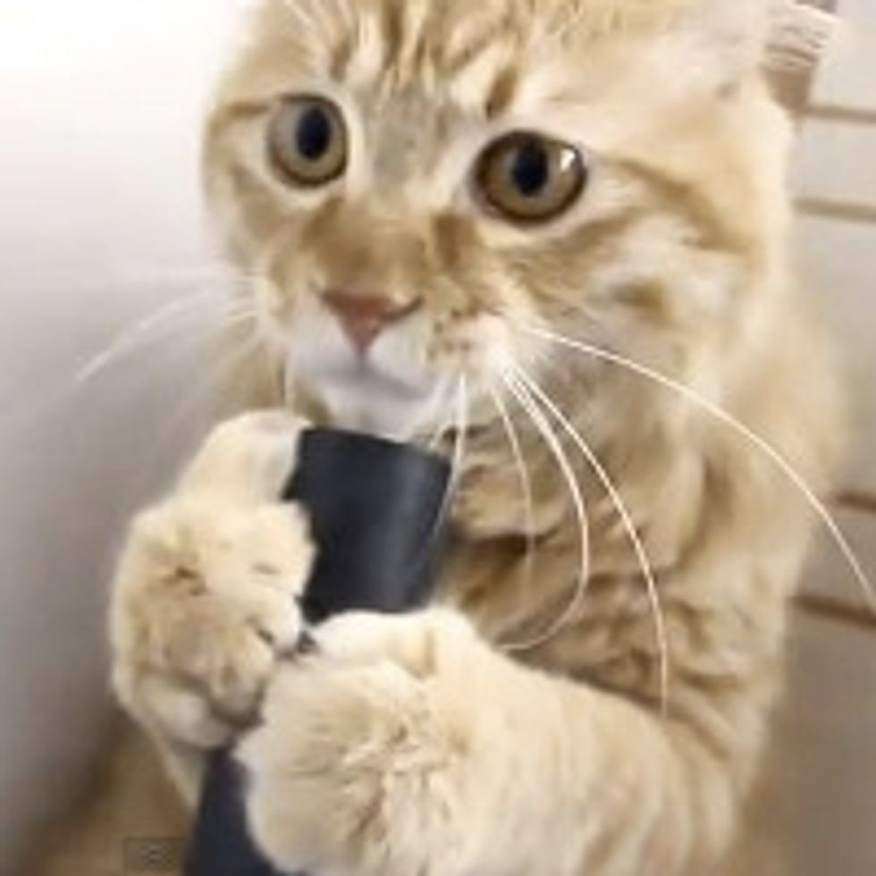 Cat Plays With the Vacuum Cleaner