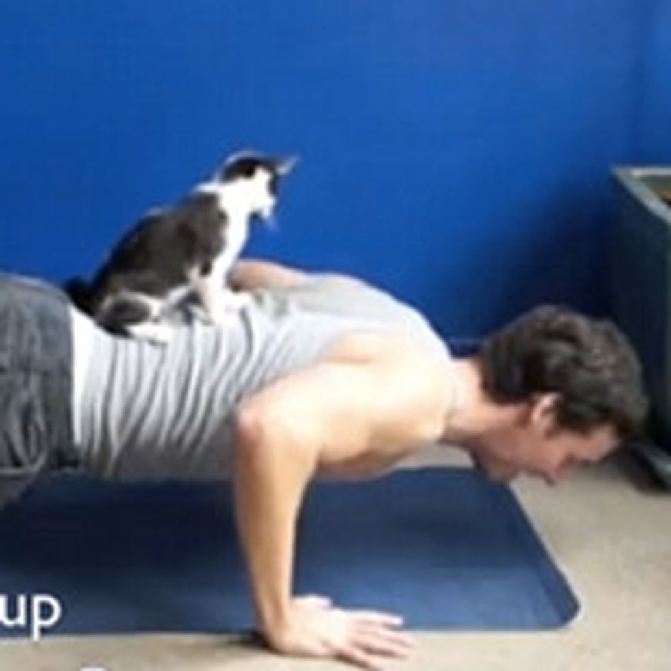 How to Exercise With Your Cats!