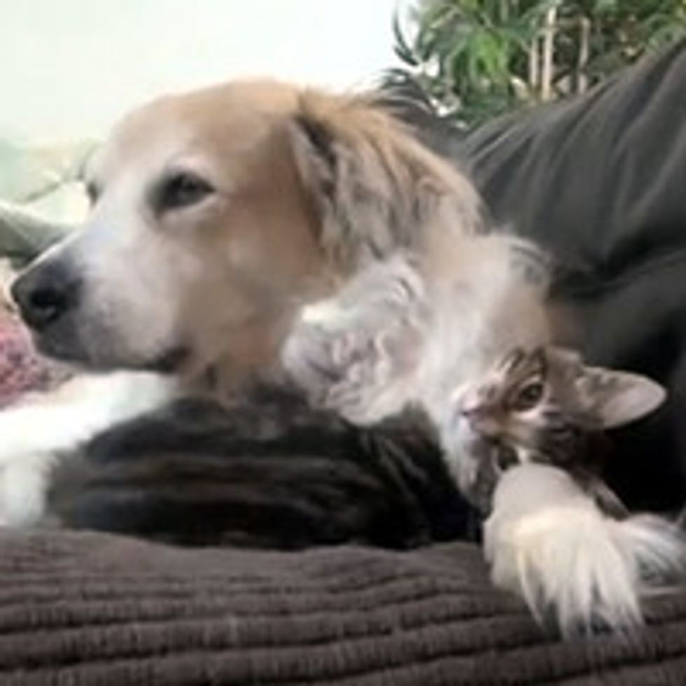 Wobblepants The Cat And Dog During Naptime