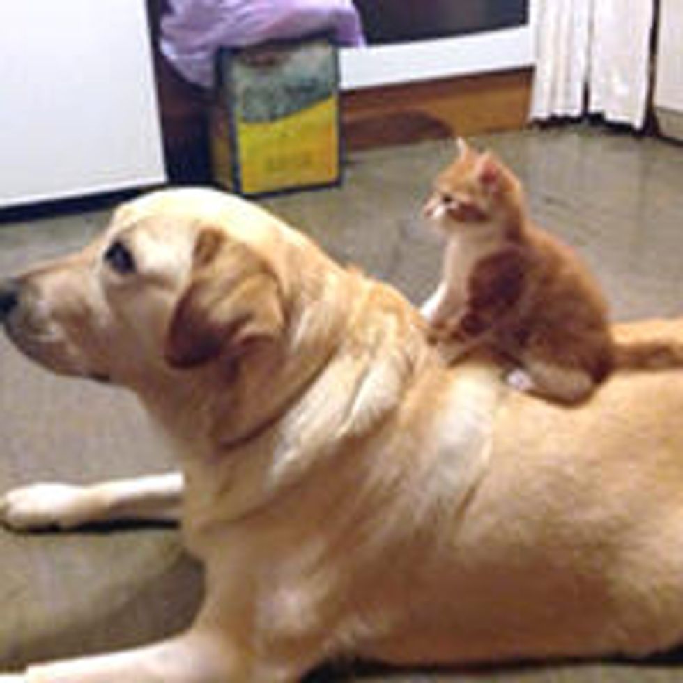 Tiny Kitten And Her Big Dog