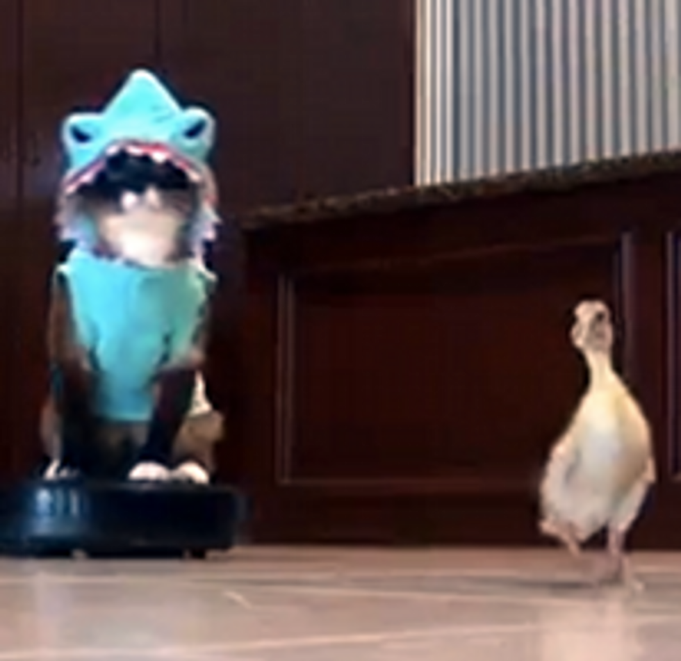 Shark Kitty and Duckling