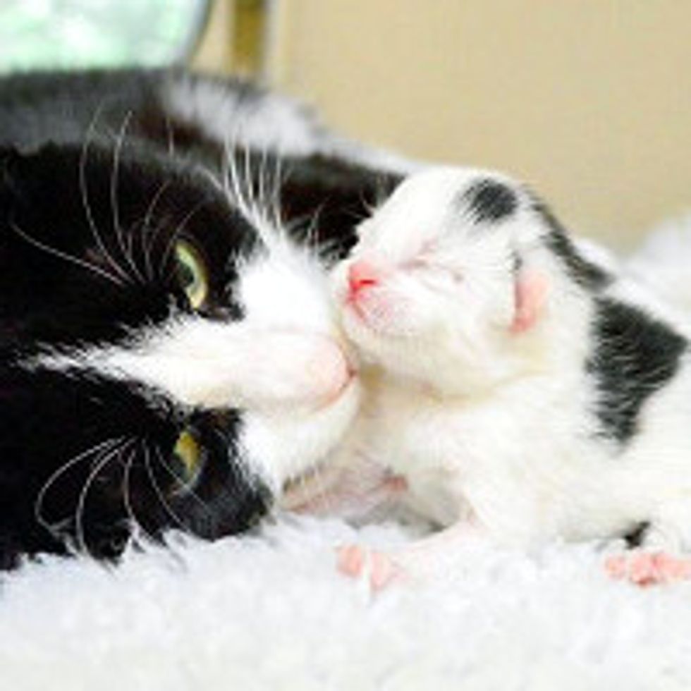 Heavily Pregnant Stray Saved And Gives Birth Next Day