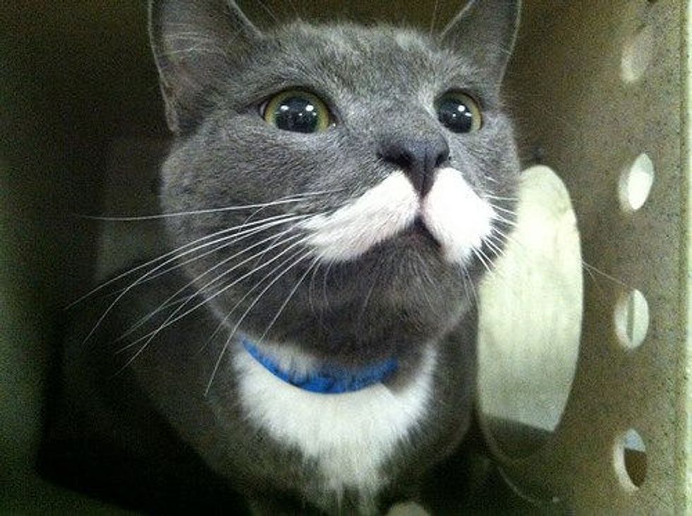 Mr. Meowgi The Mustache Kitty Finds Home