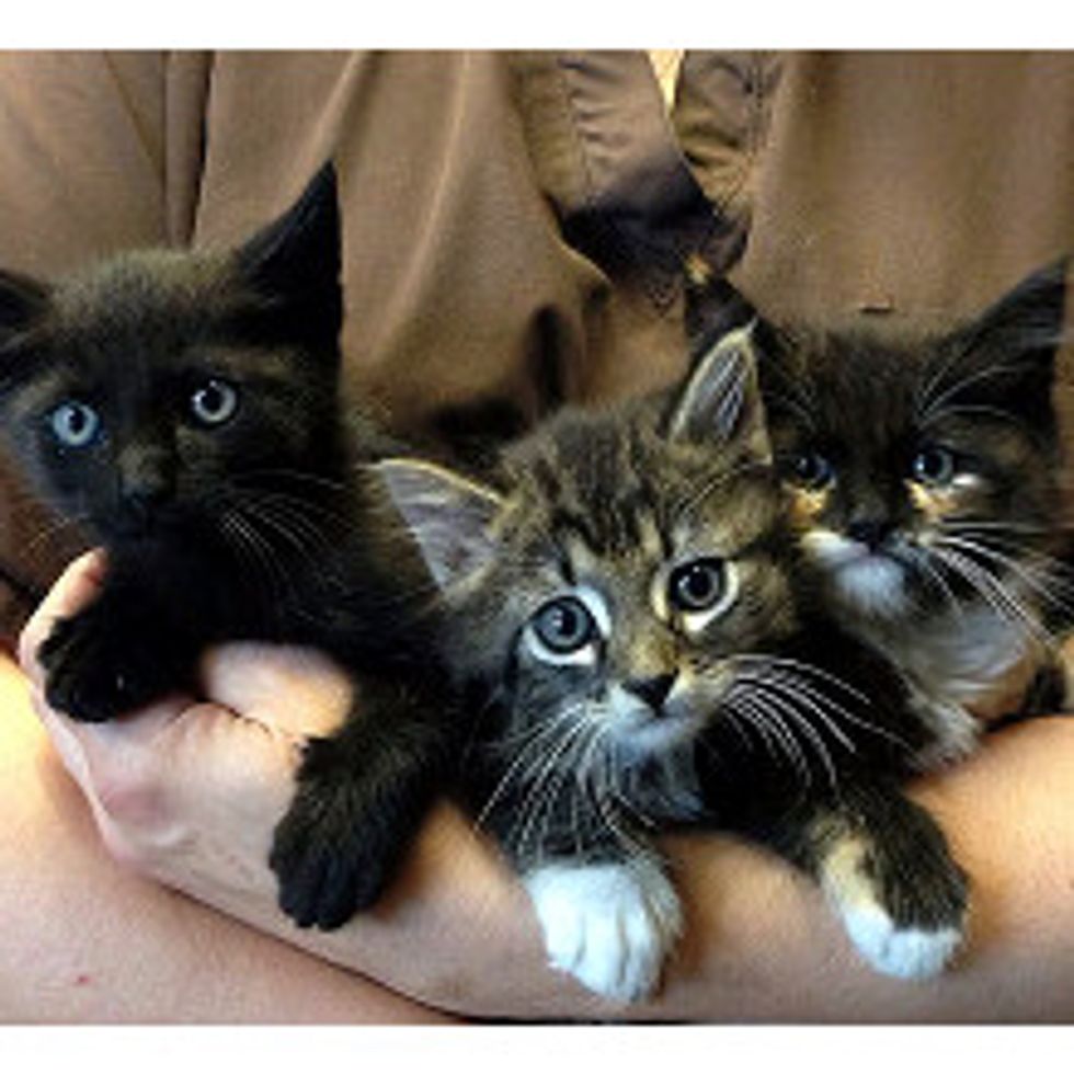 Man Spent 4 Days Rescuing Kitty Family From Roof