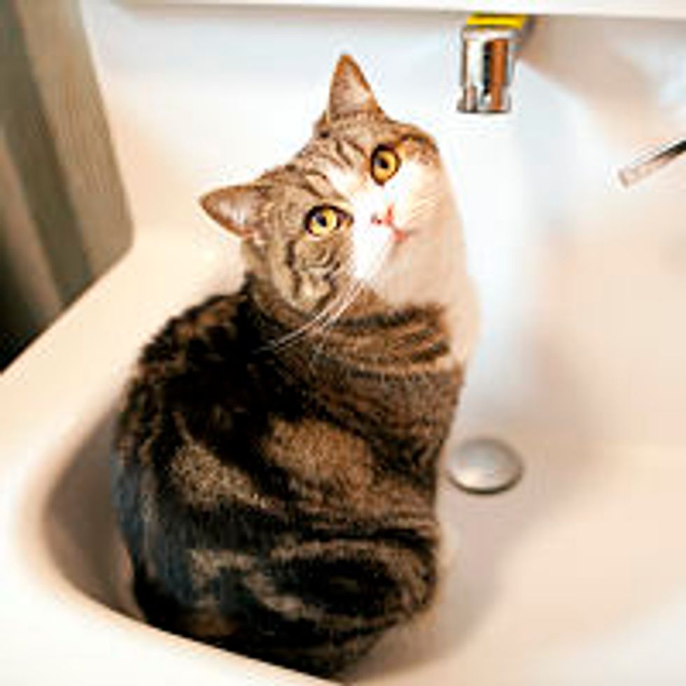 Maru Loves Sink Water