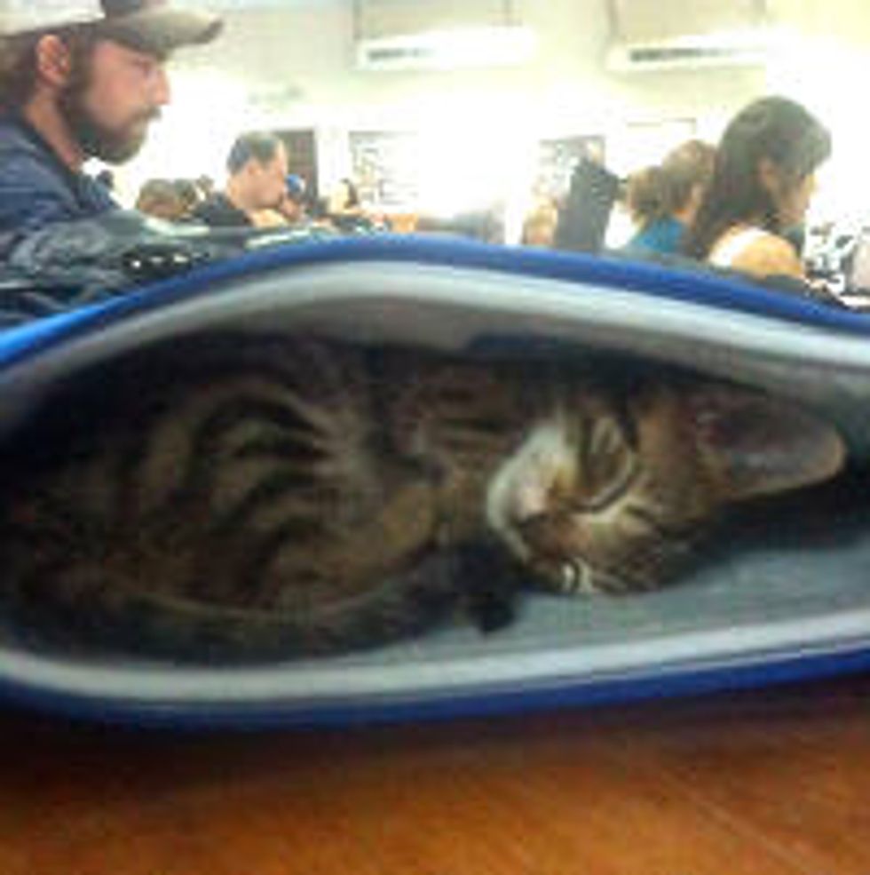 Kitten Fostered by University Naps In Class With Students