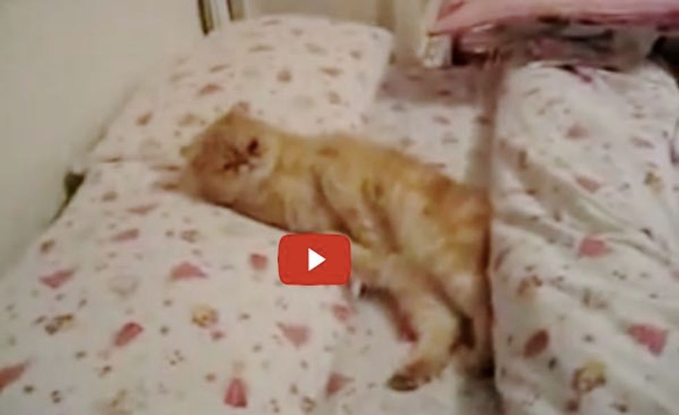 This Smart Kitty Knows His Bedtime