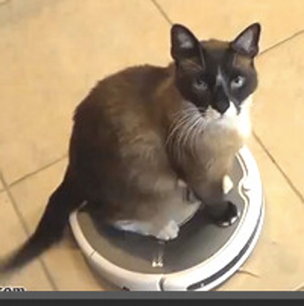 3-Minute Roomba CAT Ride - Guinness World Record 2014?