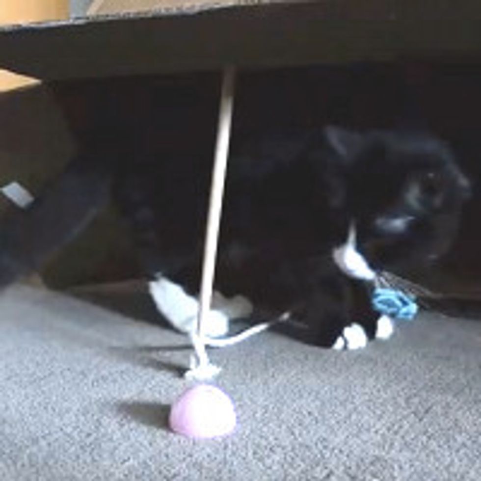 Box - A Very Obvious Cat Trap