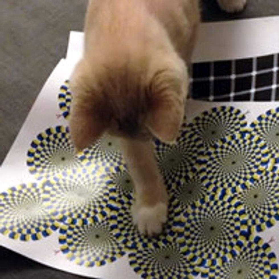 Cat Can See The Rotating Snake Illusion!