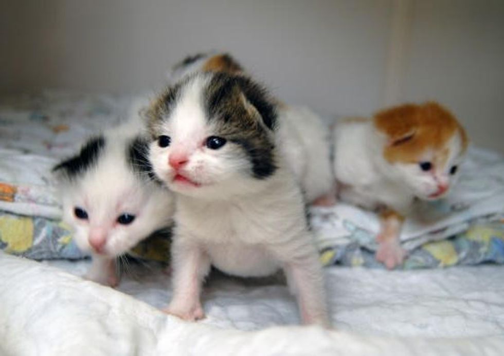 4 Kittens Found In Cardboard Box Near Dumpster, Now Safe!