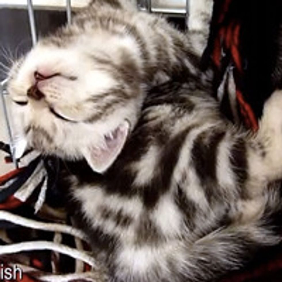 Kitten Sleeping In Awkward Position