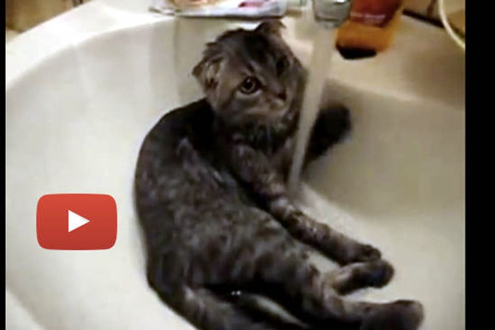 Kitty Showers In Bathroom Sink
