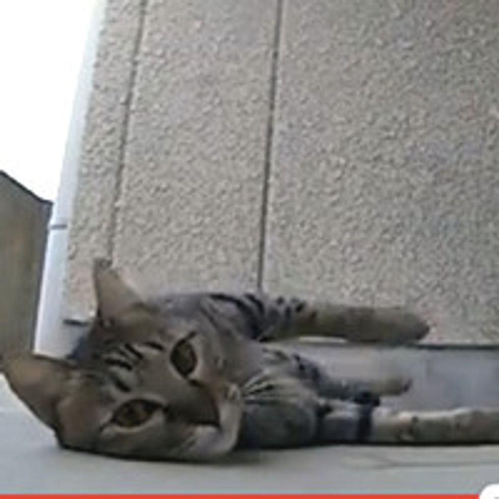 Cat Loves Rubbing Concrete Floor