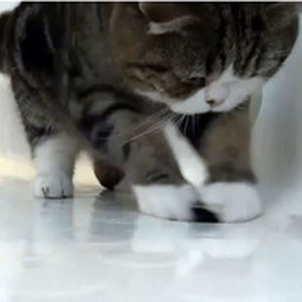 Maru Investigates the Drain