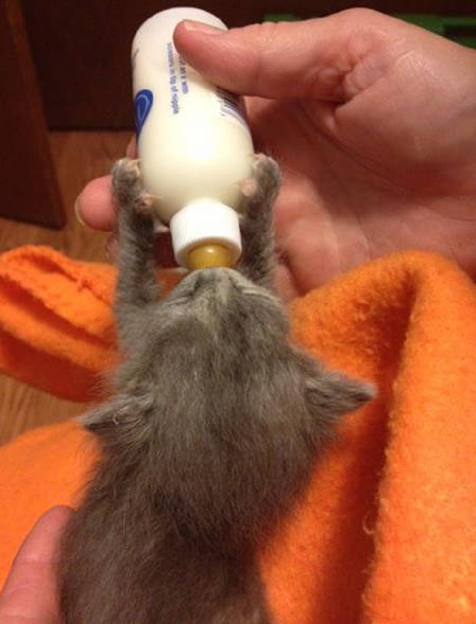 Tiny 2-week-old Kitten, Little Fighter