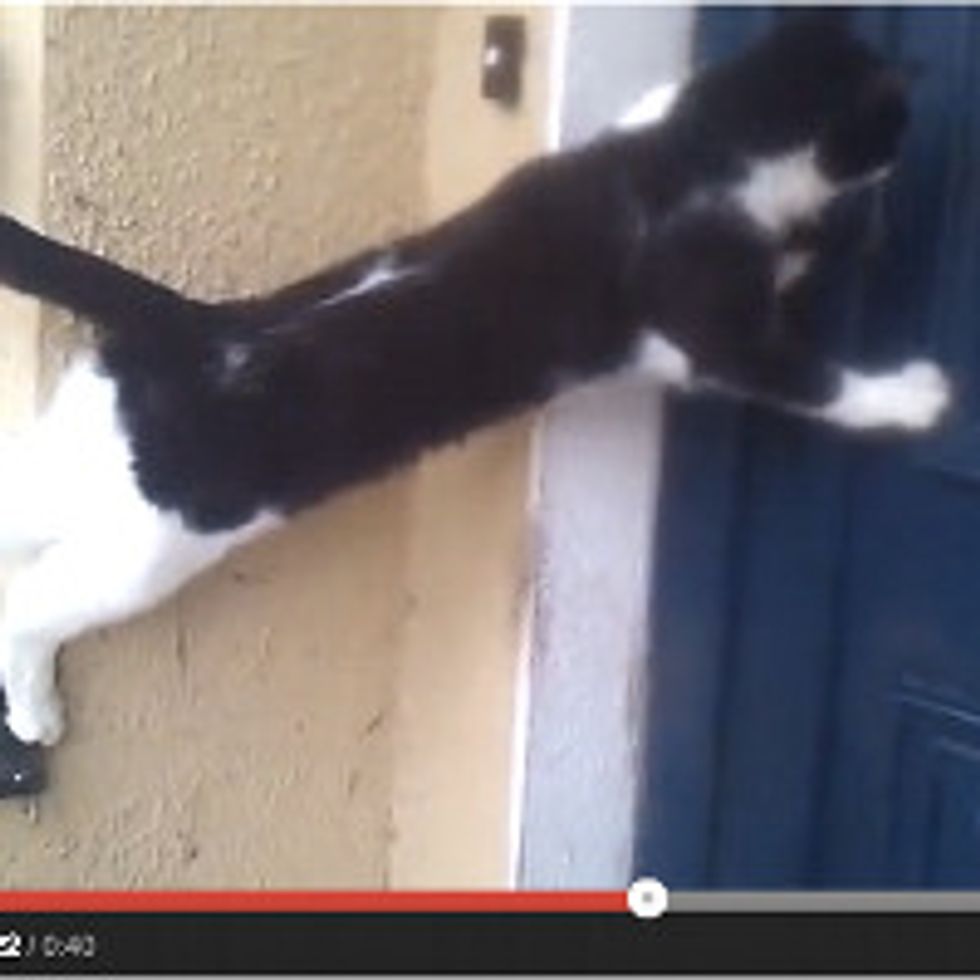 Cat Opens Door