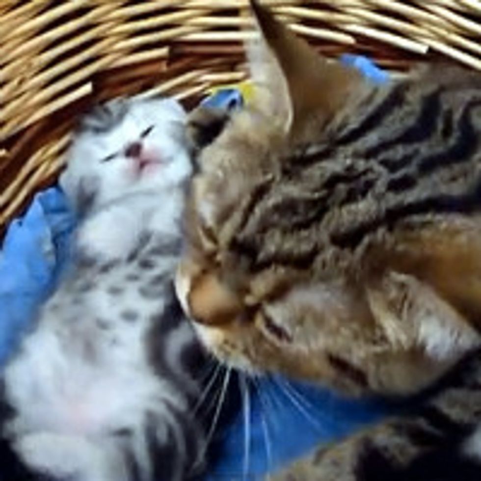 Cute Mama Cat Moments