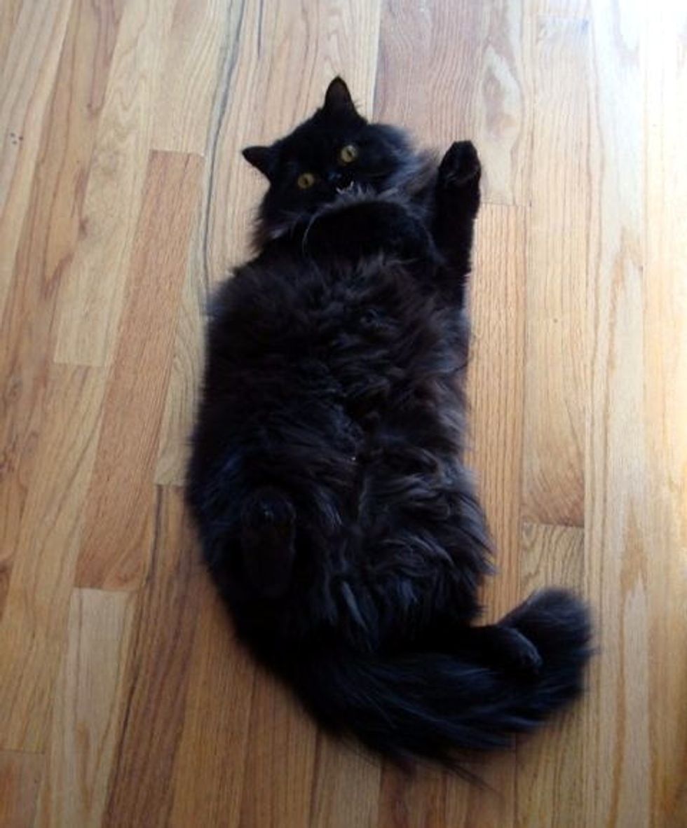 Princess Monster Truck The Cat - Love Meow