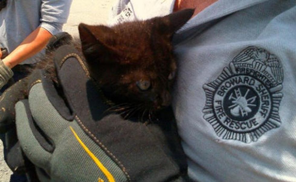 Kitten Saved From Storm Drain By Fire Rescue Crew