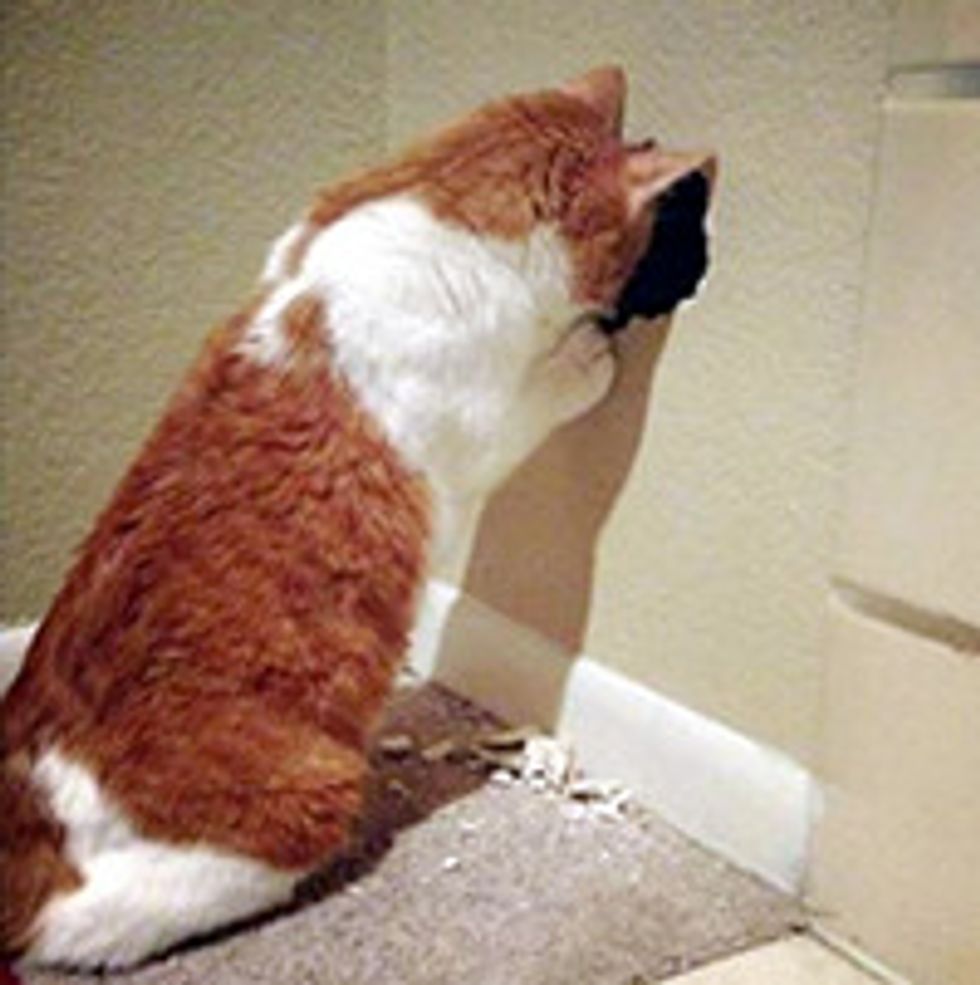 Orphan Kittens Saved From Inside The Walls