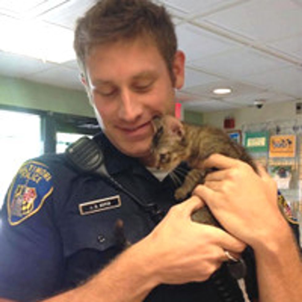 Happy male police cat at duty