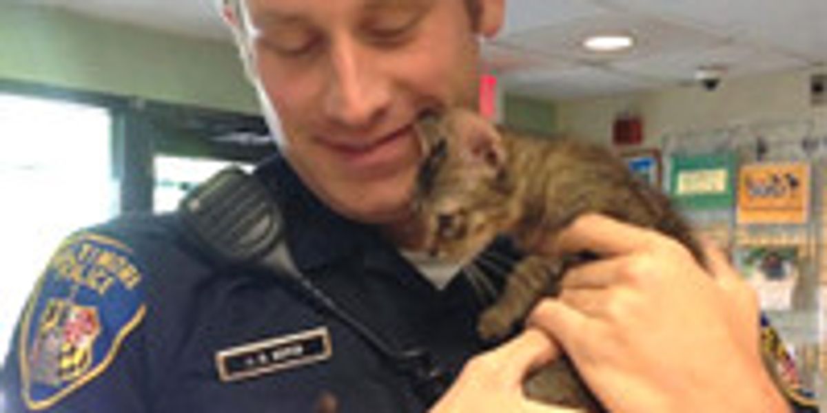 Stray Kitten Finds Police Officer To Go Home To - Love Meow