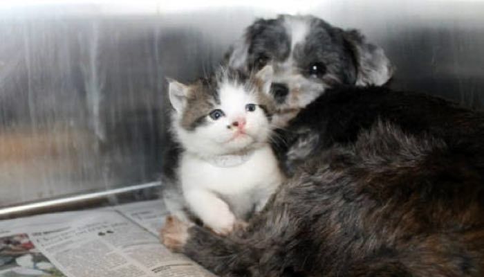 Dog best sale nursing kittens