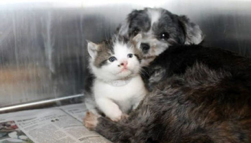 Rescue Dog Found Nursing An Abandoned Kitten