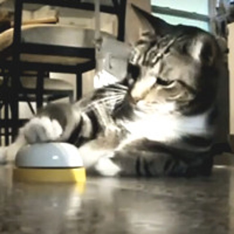 Cat Trains Human To Feed On Command