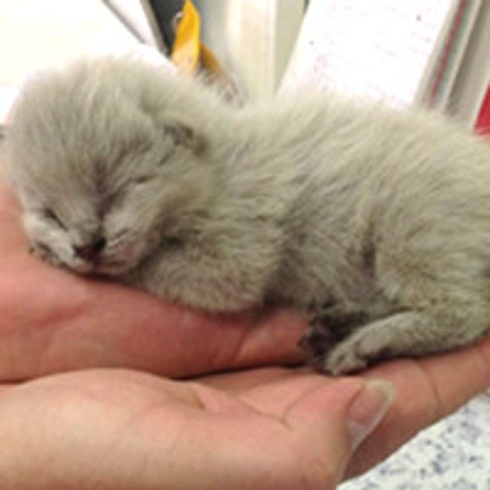 Tiny Kittens Found Inside Bus Get A Second Chance
