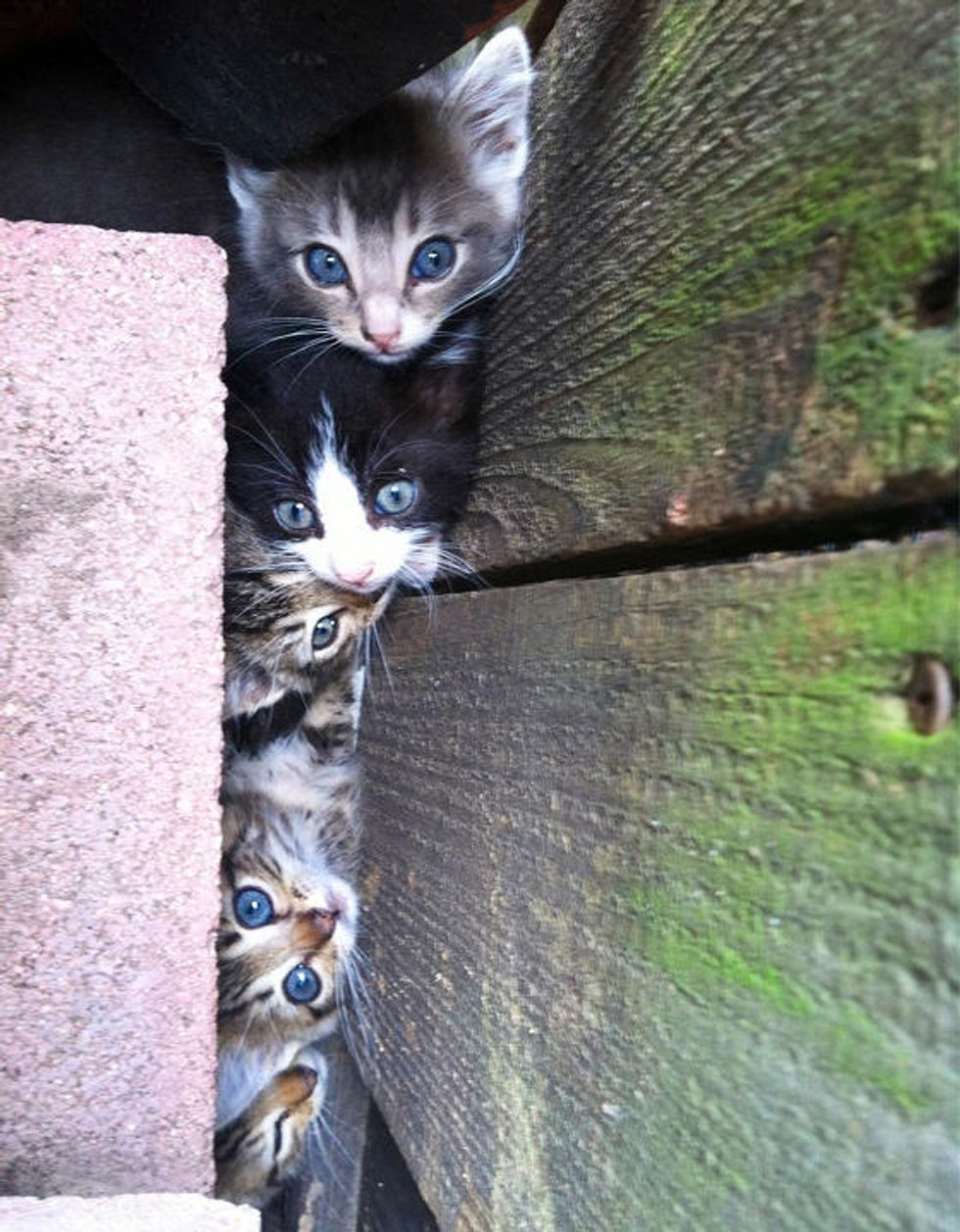 Feral Kittens Found In A Hole