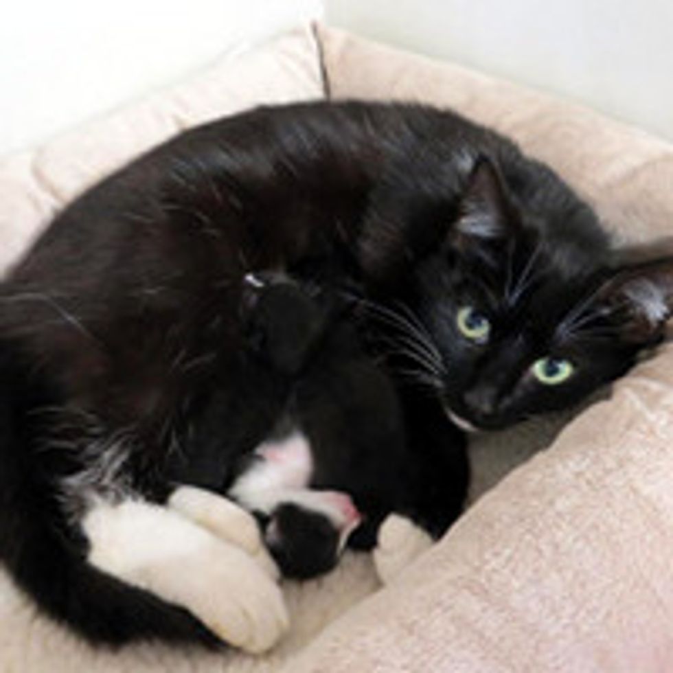 Cat Climbs Through Window of Home & Gives Birth Under Boy's Bed