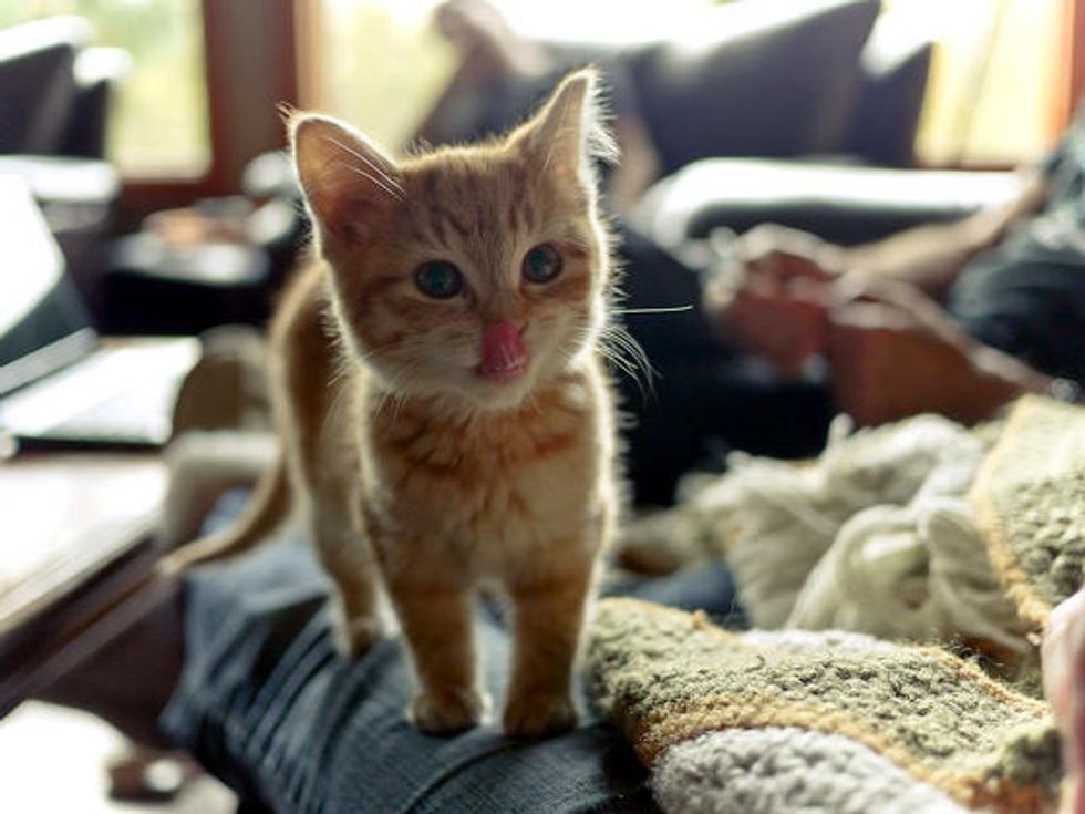 Homeless Deaf Kitten Turns Into Happy Deaf Cat Love Meow