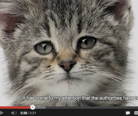 Youtube sad 2025 cat diary