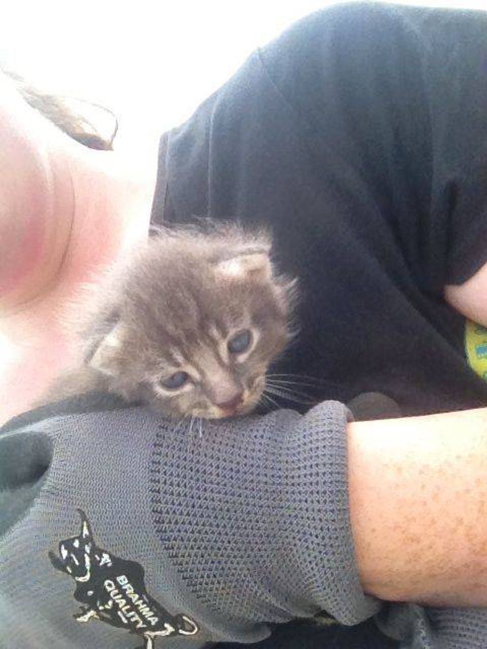 Kitten Rescued From Under Rubble After Huge Tornado