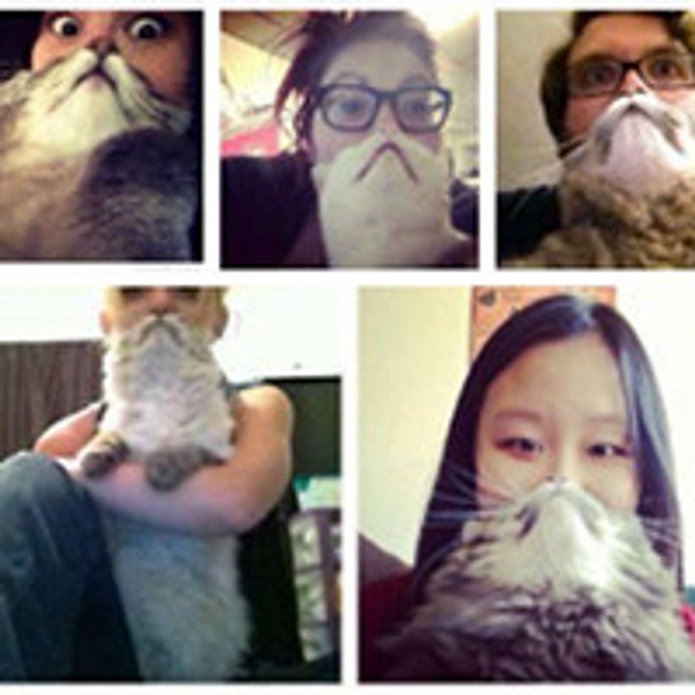 The Cat Bearding Craze