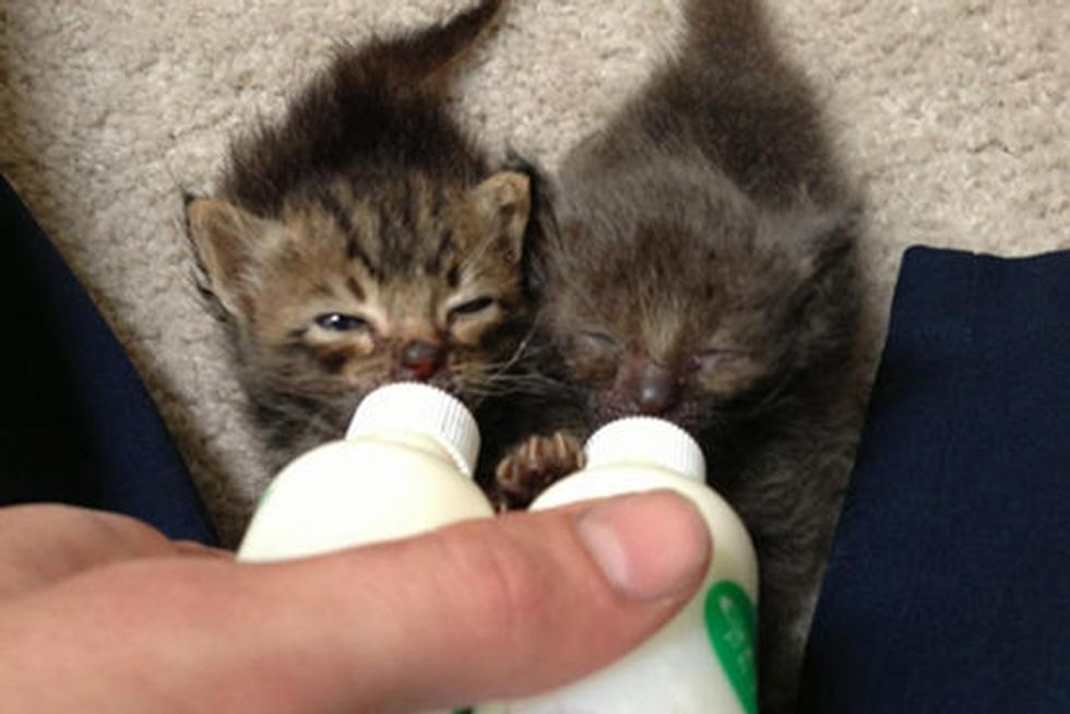 Baby Kittens Rescued Behind Dumpsters By Man Who Adopts Them: Then & Now