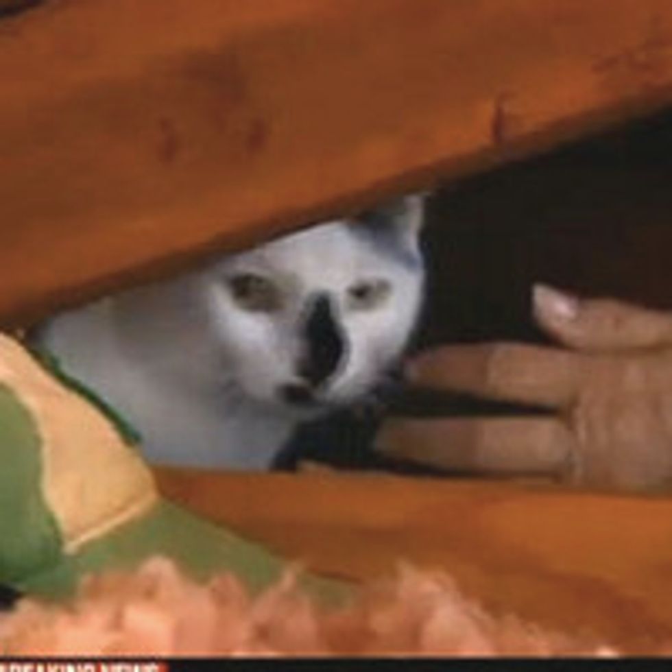 Cat Found In Tornado Destroyed Home