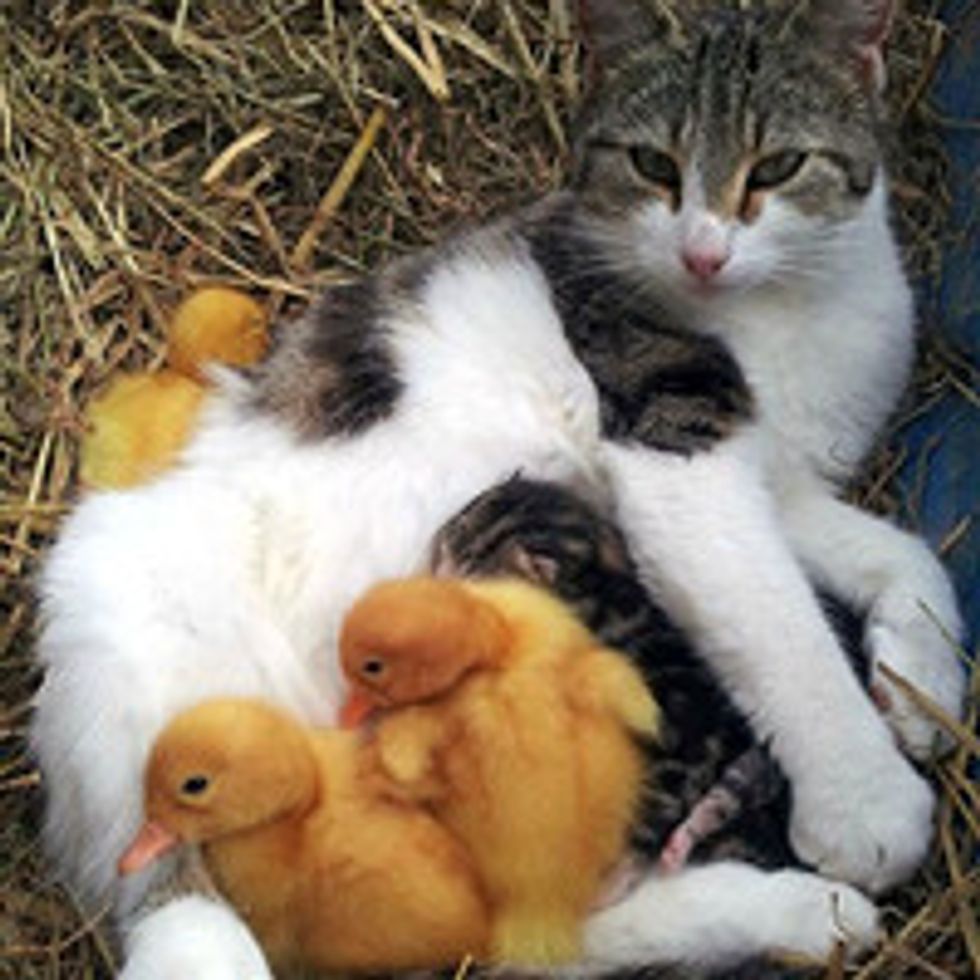 Cat Adopts Orphaned Ducklings With Her Litter Of Kittens