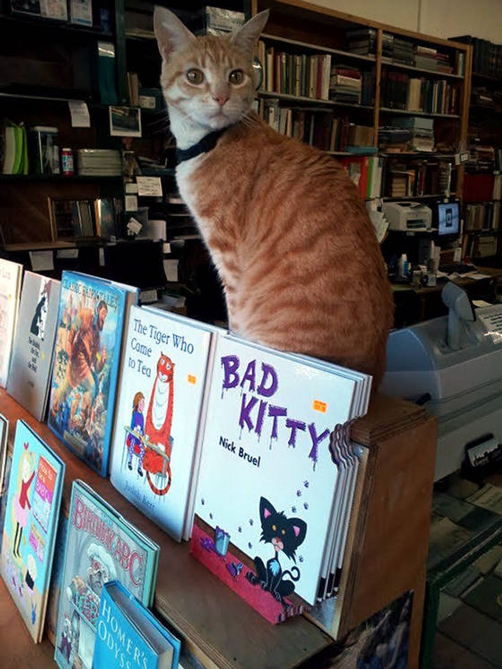 Red and Elmo The Bookshop Cats - Love Meow