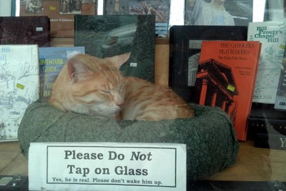 Red and Elmo The Bookshop Cats