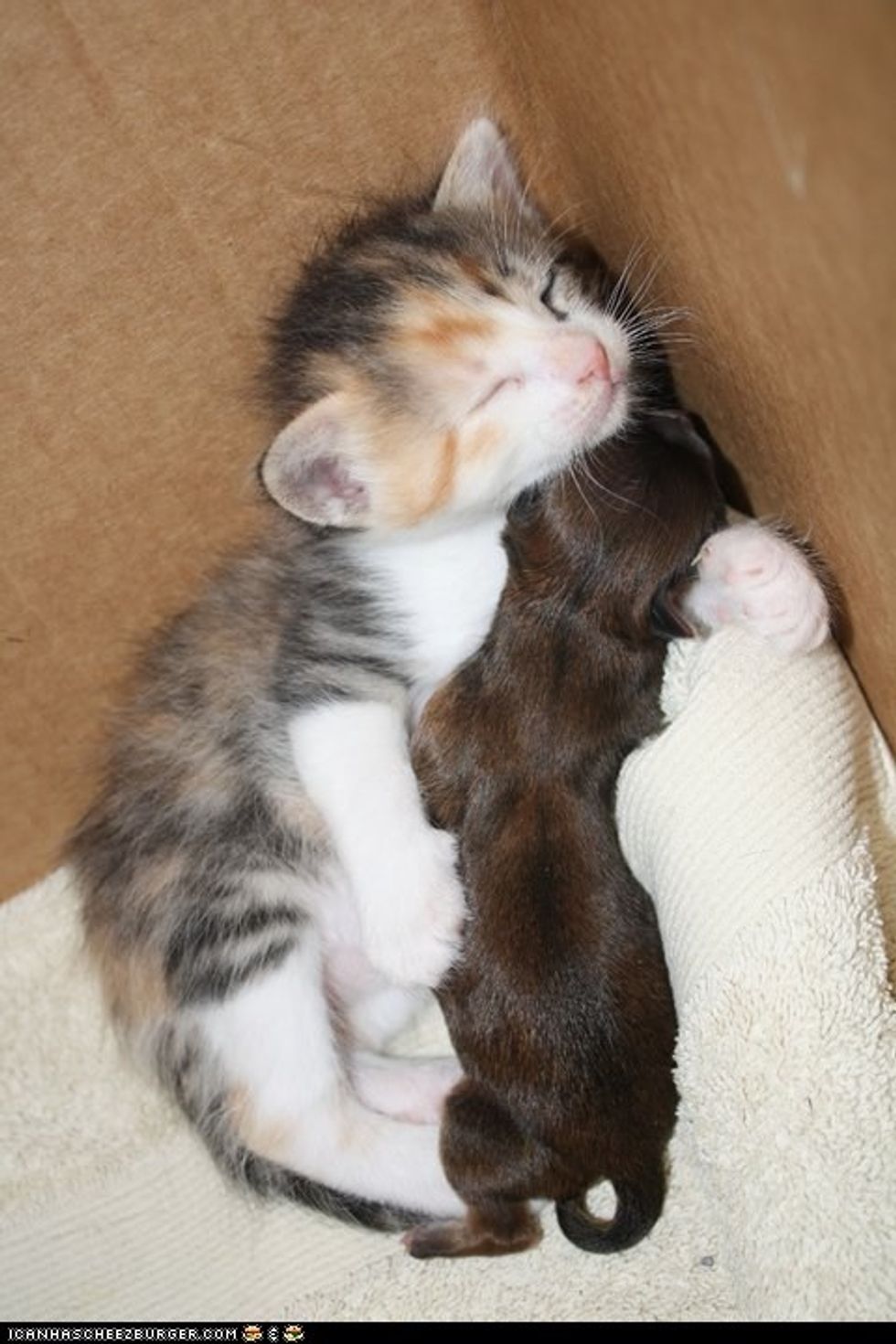 Tiny Kitten Cuddles With Her Adopted Puppy