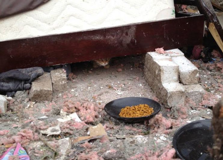 Cat Who Survived Tornado Is Found Sitting on Pillow Amongst Debris