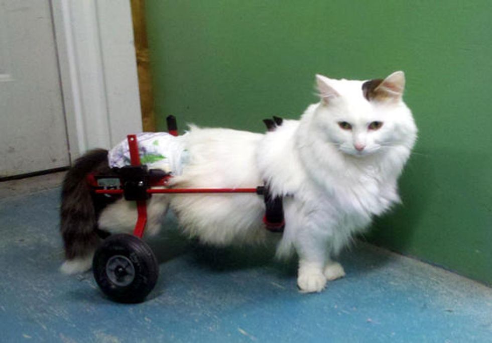 Smoochie Paraplegic Cat Doesn't Let Her Disability Define Her